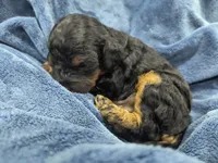 Henry, a male Poodle - Toy  and Miniature Goldendoodle for sale in Matthews, NC – 1 of 7