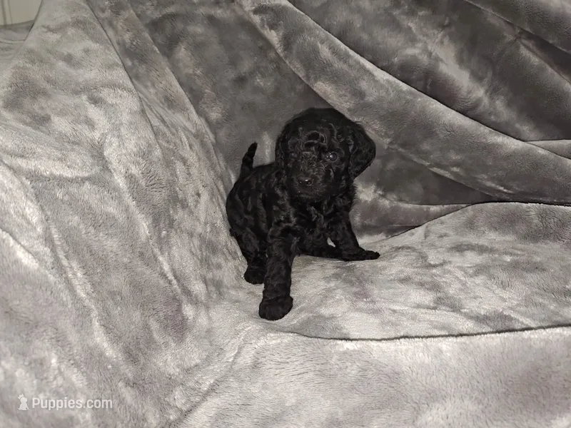 Nora – Poodle - Toy , Miniature Goldendoodle puppy for sale in Matthews, NC