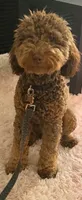 Cloud, a female Poodle - Toy  and Miniature Goldendoodle for sale in Matthews, NC – 4 of 7