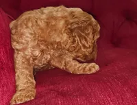 Red, a male Miniature Goldendoodle for sale in Matthews, NC – 3 of 3