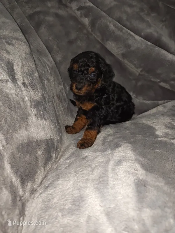 Henry – Poodle - Toy , Miniature Goldendoodle puppy for sale in Matthews, NC