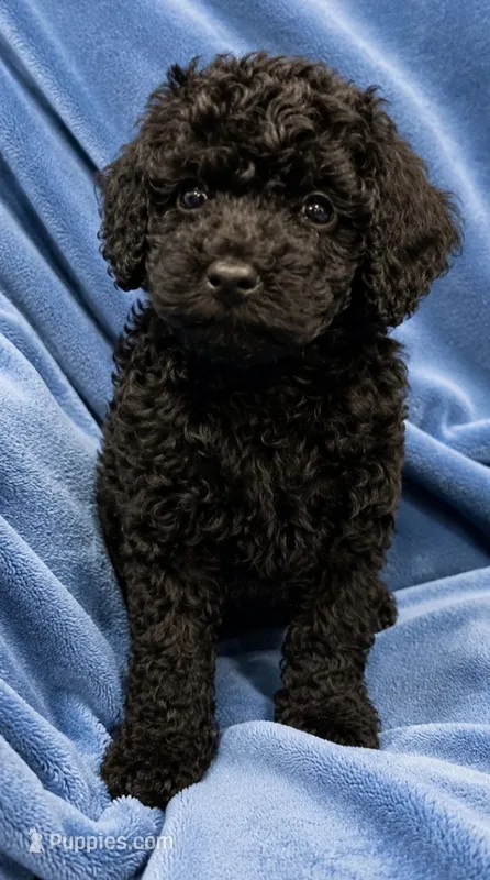 Nora – Poodle - Toy , Miniature Goldendoodle puppy for sale in Matthews, NC
