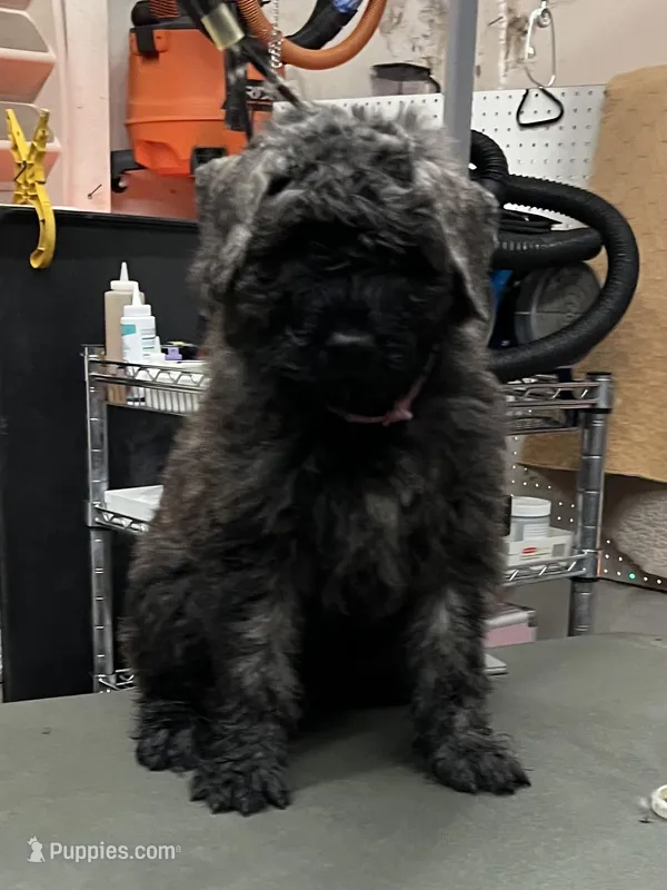 Dolly – Bouvier des Flandres puppy for sale in Louisville, KY