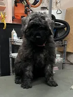 Dolly, a female Bouvier des Flandres for sale in Louisville, KY – Photo 1 of 3
