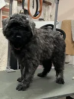 Dolly, a female Bouvier des Flandres for sale in Louisville, KY – Photo 2 of 3