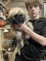 Puppy 2, a female Bouvier des Flandres for sale in Louisville, KY – Photo 1 of 5