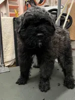Betsy , a female Bouvier des Flandres for sale in Louisville, KY – Photo 2 of 6