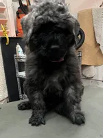 Betsy , a female Bouvier des Flandres for sale in Louisville, KY – Photo 1 of 6