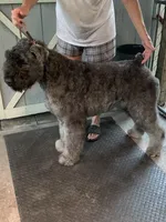 Dolly, a female Bouvier des Flandres for sale in Louisville, KY – Photo 7 of 8