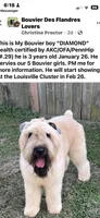 Dolly, a female Bouvier des Flandres for sale in Louisville, KY – Photo 5 of 8