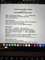 Dolly, a female Bouvier des Flandres for sale in Louisville, KY – Photo 8 of 8