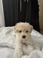 Cotton Candy, a female Maltipoo for sale in Carmel-by-the-Sea, CA – 2 of 4