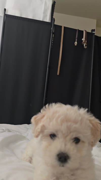 Cotton Candy, a female Maltipoo for sale in Carmel-by-the-Sea, CA – 3 of 4