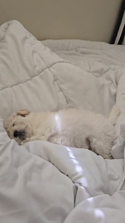 Cotton Candy, a female Maltipoo for sale in Carmel-by-the-Sea, CA – 4 of 4