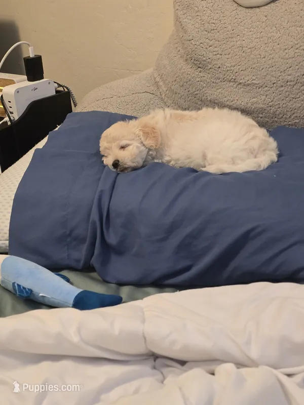 Cotton Candy – Maltipoo puppy for sale in Carmel-by-the-Sea, CA