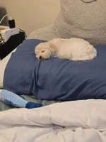Cotton Candy, a female Maltipoo for sale in Carmel-by-the-Sea, CA – 1 of 4