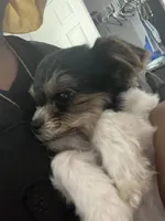 Tiny, a female Miniature Schnauzer and Yorkipoo for sale in Tampa, FL – Photo 6 of 10