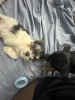 Tiny, a female Miniature Schnauzer and Yorkipoo for sale in Tampa, FL – Photo 5 of 10