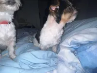 Tiny, a female Miniature Schnauzer and Yorkipoo for sale in Tampa, FL – Photo 3 of 10