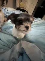 Tiny, a female Miniature Schnauzer and Yorkipoo for sale in Tampa, FL – Photo 4 of 10