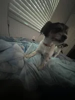 Tiny, a female Miniature Schnauzer and Yorkipoo for sale in Tampa, FL – Photo 2 of 10