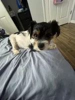 Tiny, a female Miniature Schnauzer and Yorkipoo for sale in Tampa, FL – Photo 8 of 10