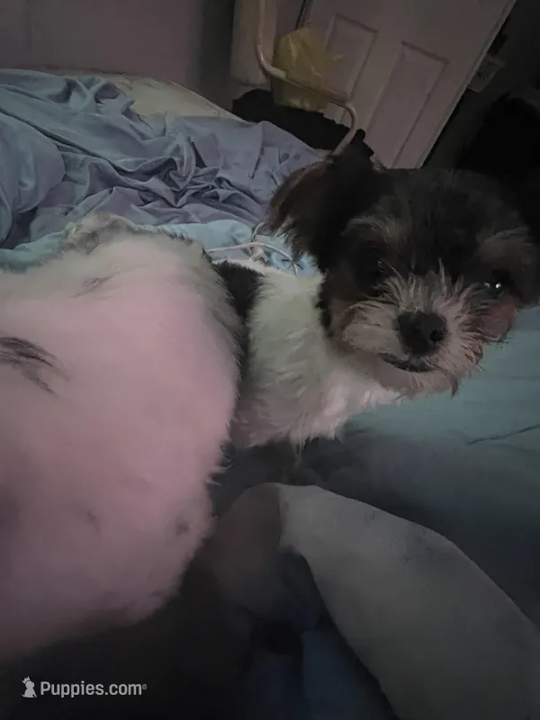 Tiny – Miniature Schnauzer, Yorkipoo puppy for sale in Tampa, FL