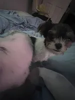 Tiny, a female Miniature Schnauzer and Yorkipoo for sale in Tampa, FL – Photo 1 of 10