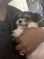 Tiny, a female Miniature Schnauzer and Yorkipoo for sale in Tampa, FL – Photo 7 of 10