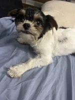 Tiny, a female Miniature Schnauzer and Yorkipoo for sale in Tampa, FL – Photo 9 of 10