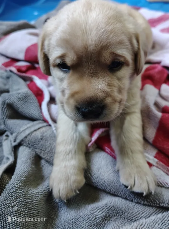 Jax – Labrador Retriever puppy for sale in White River Junction, VT