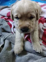 Jax, a male Labrador Retriever for sale in White River Junction, VT – 1 of 1