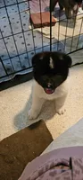 Haaland, a male Akita for sale in North Augusta, SC – 5 of 9
