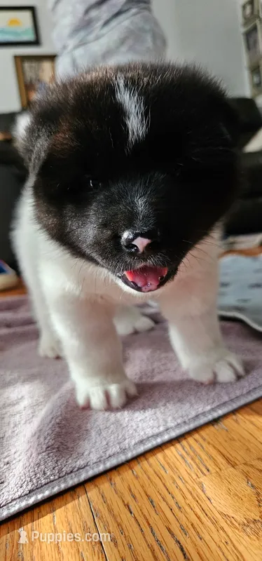 Haaland – Akita puppy for sale in North Augusta, SC