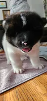 Haaland, a male Akita for sale in North Augusta, SC – 1 of 9
