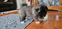 Tootsie, a female Akita for sale in North Augusta, SC – 2 of 5