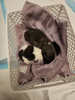 Haaland, a male Akita for sale in North Augusta, SC – 9 of 9