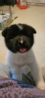 Haaland, a male Akita for sale in North Augusta, SC – 4 of 9