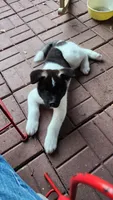 Haaland, a male Akita for sale in North Augusta, SC – 10 of 10