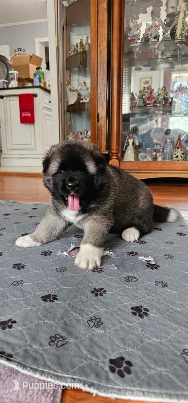 Tootsie – Akita puppy for sale in North Augusta, SC