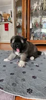 Tootsie, a female Akita for sale in North Augusta, SC – 1 of 5
