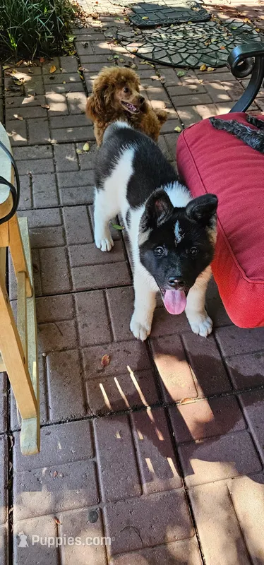 Haaland – Akita puppy for sale in North Augusta, SC