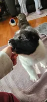 Haaland, a male Akita for sale in North Augusta, SC – 3 of 9