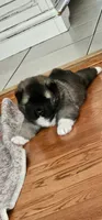 Tootsie, a female Akita for sale in North Augusta, SC – 4 of 5