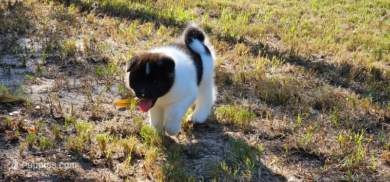 Haaland – Akita puppy for sale in North Augusta, SC