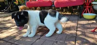 Haaland, a male Akita for sale in North Augusta, SC – 6 of 10