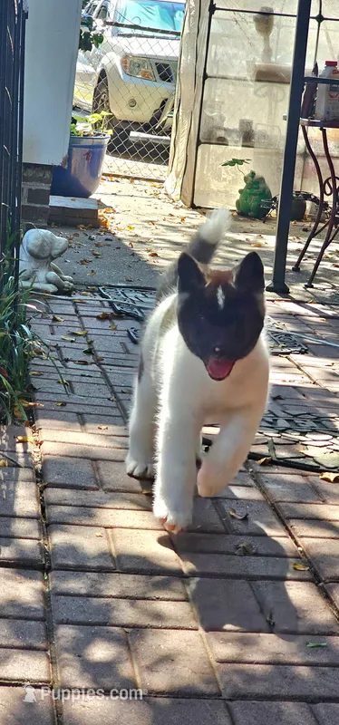 Haaland – Akita puppy for sale in North Augusta, SC