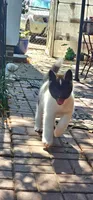 Haaland, a male Akita for sale in North Augusta, SC – 5 of 10