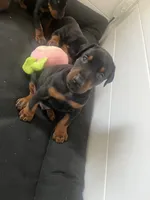 Male European Doberman puppy, a male Doberman Pinscher for sale in Cleveland, TX – 2 of 8