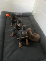 European Doberman puppy , a female Doberman Pinscher for sale in Cleveland, TX – 3 of 7
